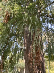 Taxodium mucronatum