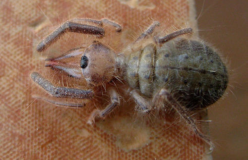 Ceroma sclateri
