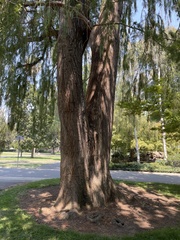 Taxodium mucronatum