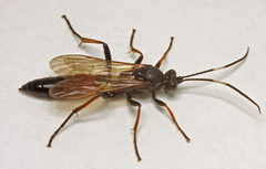 Stenichneumon culpator