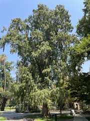Taxodium mucronatum