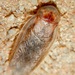 Desert Cockroach - Photo (c) William Mason, some rights reserved (CC BY-NC), uploaded by William Mason