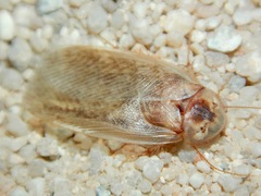 Corydiinae