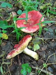 Russula