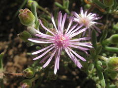 Drosanthemum worcesterense