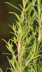 Empleurum unicapsulare