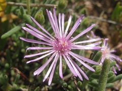 Drosanthemum worcesterense