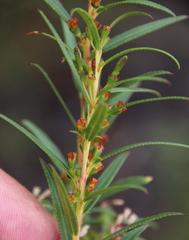 Empleurum unicapsulare