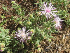 Drosanthemum worcesterense