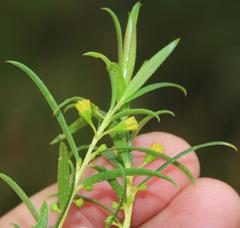 Empleurum unicapsulare