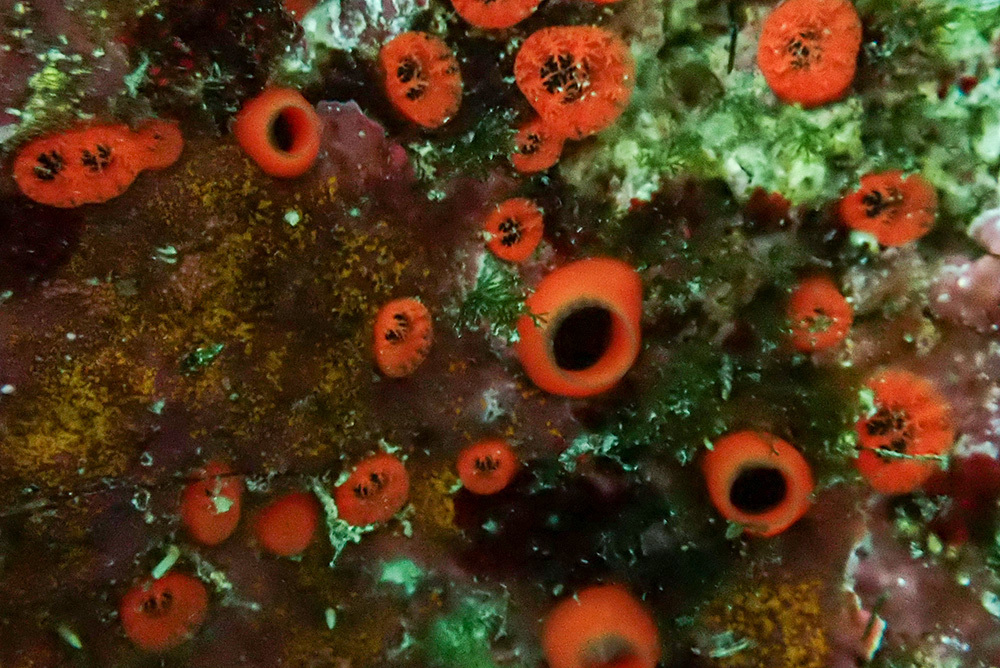 Cliona rhodensis