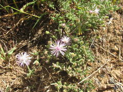 Drosanthemum worcesterense