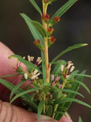 Empleurum unicapsulare