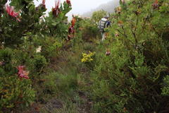 Cyclopia subternata subternata