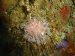 Alcyonium variabile