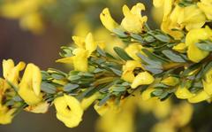 Cyclopia subternata subternata