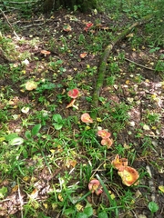 Russula