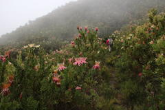 Protea aurea aurea