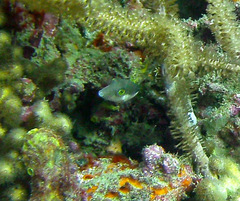Canthigaster rostrata