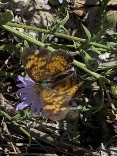Pearl Crescent photographed in New Mexico
