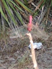 Crocothemis erythraea