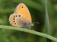 Coenonympha leander