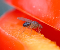 Drosophila funebris