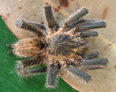 Harpactira