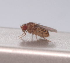 Drosophila repleta