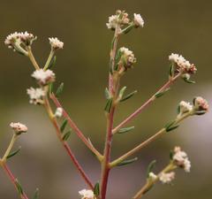 Phylica brachycephala