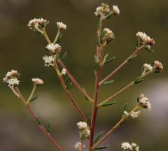 Phylica brachycephala