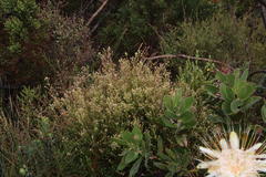 Phylica brachycephala