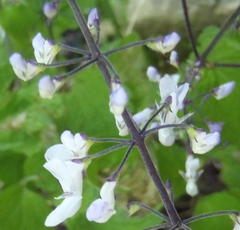 Plectranthus grallatus