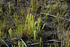 Sorocephalus claviger