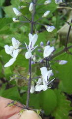 Plectranthus grallatus