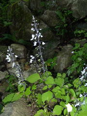 Plectranthus grallatus