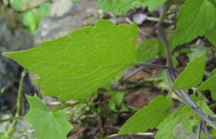 Plectranthus grallatus