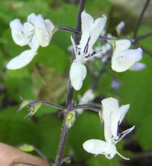 Plectranthus grallatus