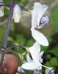 Plectranthus grallatus