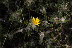 Cullumia aculeata sublanata