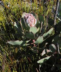 Protea speciosa