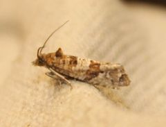 Lobesia littoralis