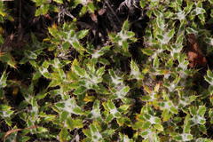 Cullumia aculeata sublanata