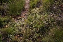 Cullumia aculeata sublanata