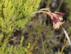 Gladiolus maculatus