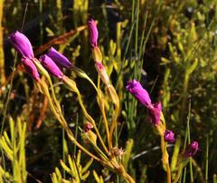 Chironia jasminoides