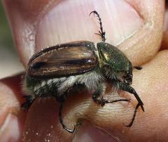 Stegopterus vittatus