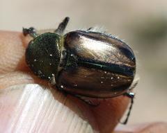 Stegopterus vittatus
