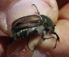 Stegopterus vittatus