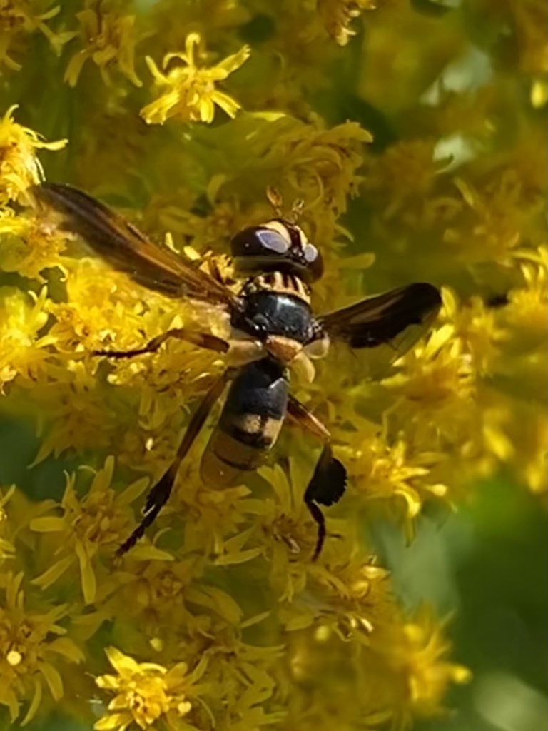 Trichopoda indivisa